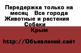 Передержка только на месяц - Все города Животные и растения » Собаки   . Крым